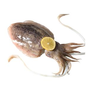 北海新鲜大墨鱼整只乌贼鲜活冷冻卤水超大10斤目鱼深海巨型墨鱼仔