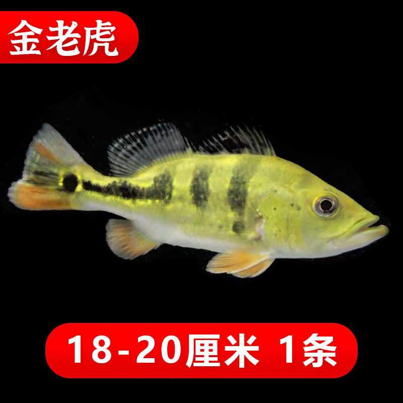 新款三间鱼金老虎黄金虫纹巴西亚鱼中大型热带观赏鱼龙鱼配鱼活体
