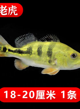 新款三间鱼金老虎黄金虫纹巴西亚鱼中大型热带观赏鱼龙鱼配鱼活体