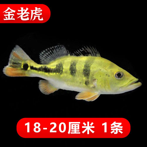 新款三间鱼金老虎黄金虫纹巴西亚鱼中大型热带观赏鱼龙鱼配鱼活体