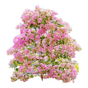 三角梅盆栽带花苞四季好养植物树苗名贵绿植爬藤鲜花冬季耐寒花卉