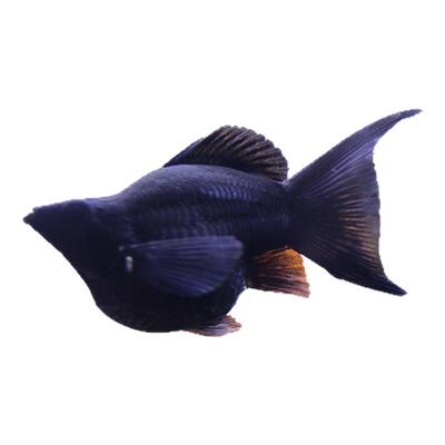 热带鱼生仔鱼活体易活观赏鱼玛丽