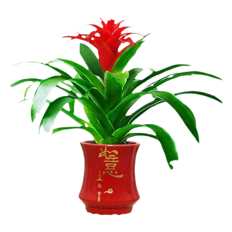 鸿运当头室内四季开花水培好养活
