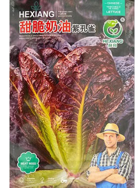 四季种植紫色奶油孔雀菜