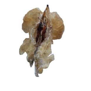 大块雪蛤油林蛙油林蛙干一份25克可装盒长白山正品林蛙油