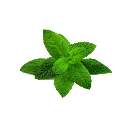 食用薄荷种子苗盆栽香草秧苗柠檬四季阳台种籽孑绿植留兰香驱蚊草