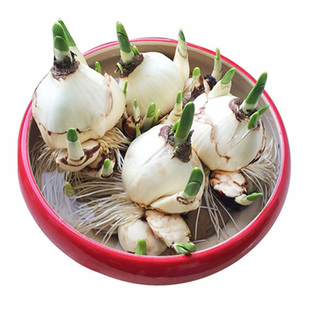 【重瓣 整箱】漳州复瓣水仙花头水养花卉植物种子水培玉玲珑种球