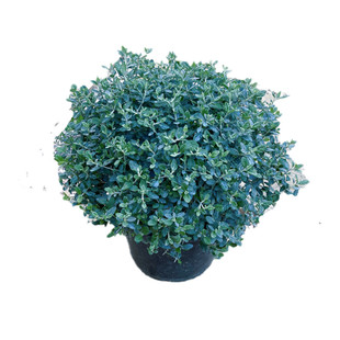 水果兰盆栽水果兰球花苗庭院多年生花镜银色耐寒四季常青花园植物