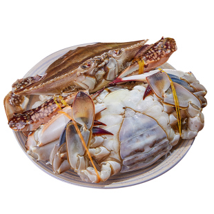 冷冻梭子蟹青岛本地特大螃蟹新鲜冻蟹海飞蟹白蟹海鲜水产顺丰包邮