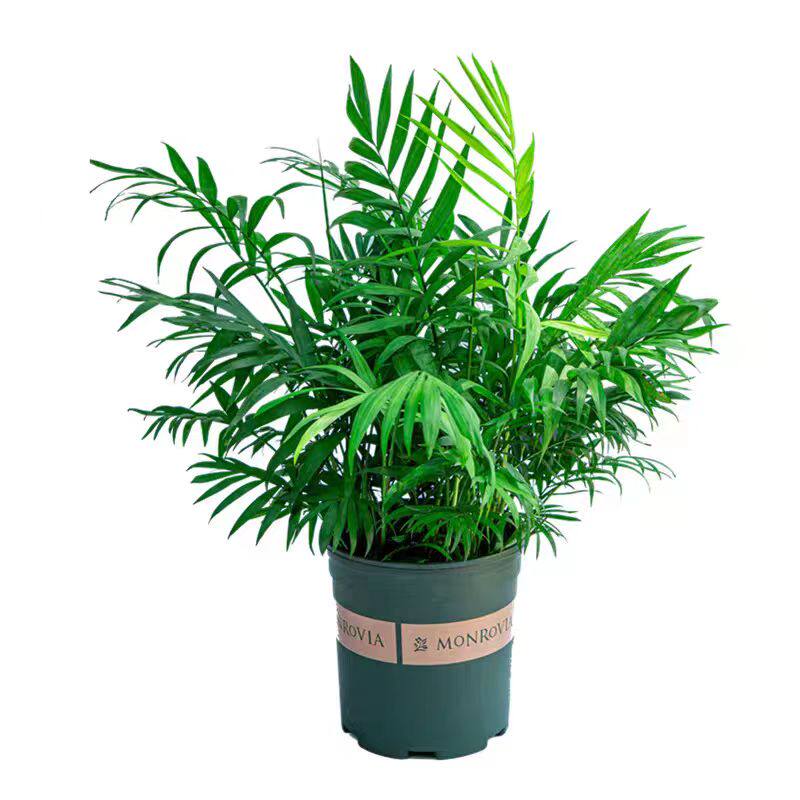散尾葵植物盆栽客厅大型绿植花卉