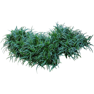 日本矮麦冬草玉龙草庭院绿化草坪植物细叶长叶金边耐寒小麦冬草苗