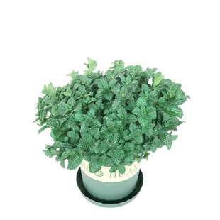 食用留兰香薄荷盆栽可调酒泡茶蛋糕甜点点缀