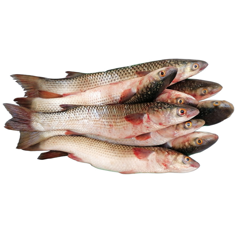 新鲜海梭鱼渤海特产现捕现卖鲜活深海水产非冷冻红眼梭山东特产