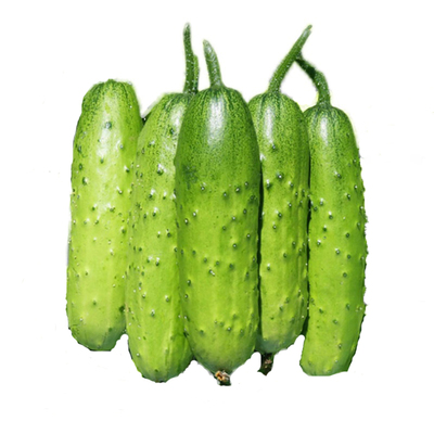 无架小黄瓜种子种籽苗孑大全