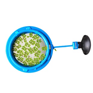 浮萍 芝麻萍水生植物池塘凤眼莲水浮莲净化污水浮萍19元包邮