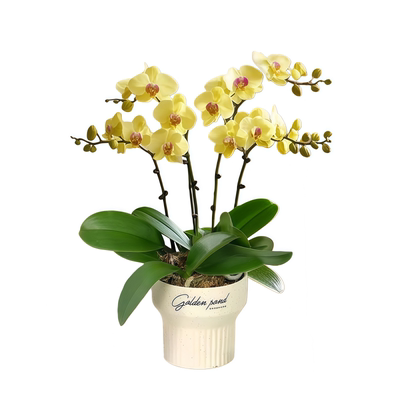 蝴蝶兰花苗四季好养重瓣花室内