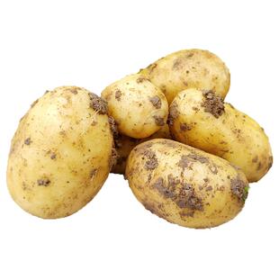 彩箱现挖恩施高山迷你小土豆8.5斤新鲜黄心土豆当季蔬菜马铃薯