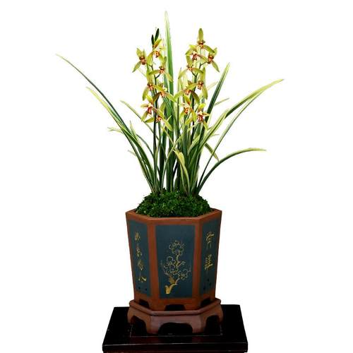 翁源老种四季建兰开花机器锦旗锦鹤金边七彩丹霞带花浓香好养花卉