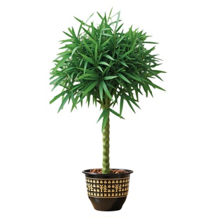 竹子盆栽佛肚竹老桩罗汉竹盆景绿植树苗室内外办公室庭院观赏植物