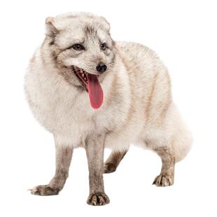 涂山宠物狐活体包邮北极雪狐狸白狐冰岛狐白化狐大理石狐宝宝定金