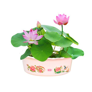 碗莲种子水培植物四季水养睡莲荷花室内外开花盆栽花卉莲花种籽子