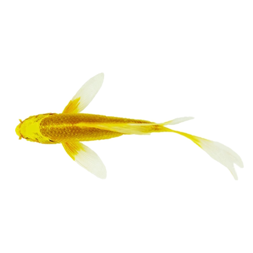 黄金锦鲤锦鲤鱼苗红草金好养龙凤风水鱼锦鲤小鱼苗淡水冷水观赏鱼