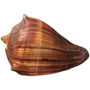 天然海螺贝壳黑玫瑰粉脂螺香螺鱼缸水族造景家居摆件寄居蟹替换壳
