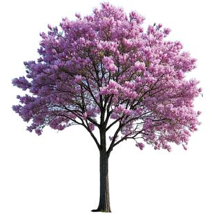 玉兰花树苗带花苞红白紫室外庭院四季花卉盆栽绿化耐寒暑全国可种