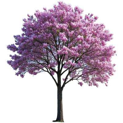 玉兰花树苗带花苞红白紫顺丰包活