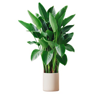 天堂鸟绿植盆栽室内客厅绿植高级感大型办公室大叶落地植物鹤望兰