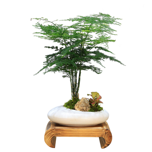 文竹盆栽绿植室内大号客厅办公室桌面造型盆景云竹植物茶几摆件