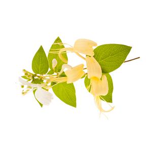 食用金银花树苗药用白红黄花卉
