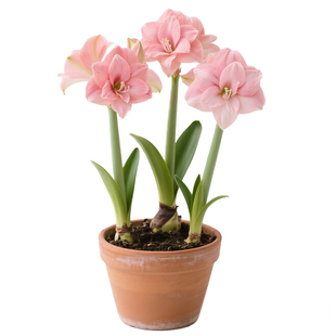 海蒂的花园荷兰朱顶红种球火焰黛丝室内阳台花进口球根花卉