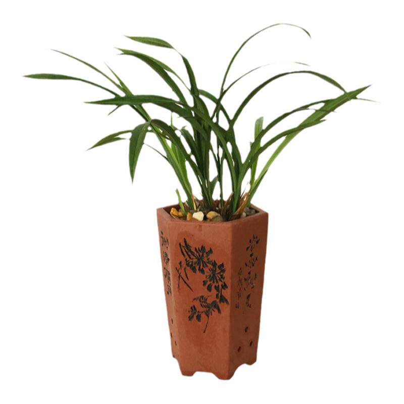 精品不带花苞浓香型兰花苗四季春兰蕙兰兰草室内绿植花卉盆景盆栽