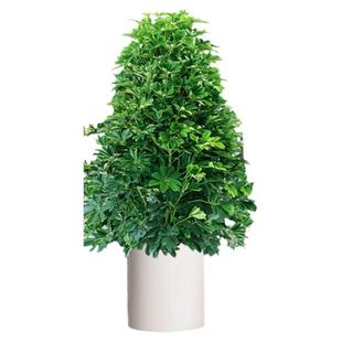 鸭脚木客厅大盆栽八方来财树植物发财树绿植大型室内花卉四季好养