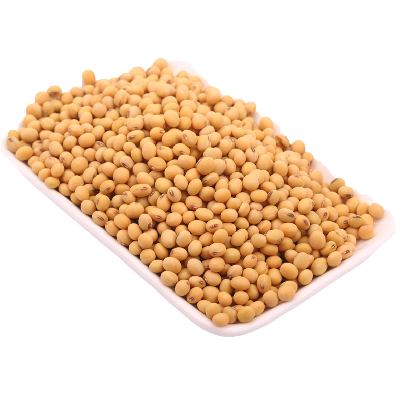 小黄豆农家自种打豆浆生豆芽大豆种子杂粮沂蒙山新土黄豆笨黄豆