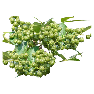 四川九叶青花椒苗树大苗当年结果盆栽地栽四季种植果树苗庭院树苗