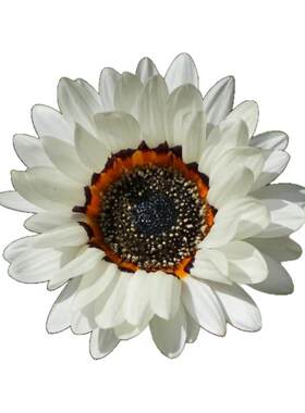 花环菊种子350粒满19元包邮