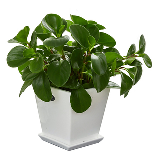 梦邦豆瓣绿植物青叶碧玉桌面小盆栽室内办公室客厅绿植同城配送