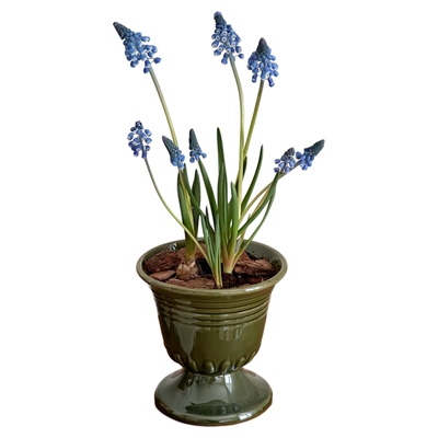 进口葡萄风信子室内小盆栽