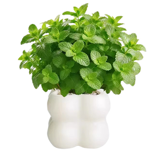 薄荷盆栽驱蚊可食用柠檬薄荷叶水培植物迷迭香室内驱蚊草大盆绿植