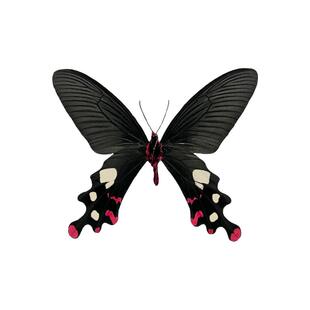 真蝴蝶原蝶多姿麝凤蝶未展翅蝴蝶标本制作diy手工材料A1/A-品质