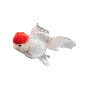 鸿运当头鱼观赏鱼鹤顶红狮子头国狮金鱼丹顶冷水鱼淡水好养耐活鱼