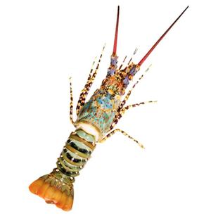 澳洲大龙虾特大3-8斤大花龙鲜活速冻小青龙波龙深水虾海捕鲜水产