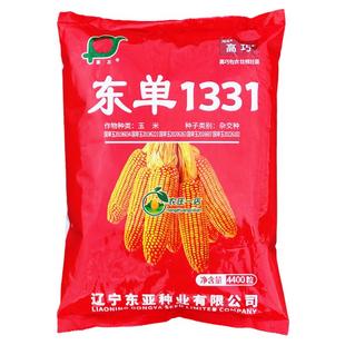 东单1331高产老玉米种子大田玉米种籽粮饲料玉米种孑红轴大穗22cm