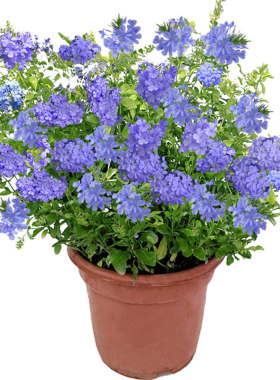 天狼蓝雪花耐热好养植物花园庭院阳台爬藤攀援花卉盆栽苗