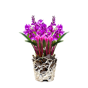 七彩香水石斛兰花四季开好养绿植浓香型石斛改善睡眠绿植净化空气