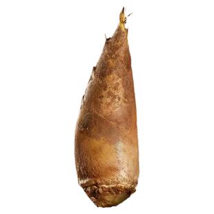 新鲜冬笋浙江龙泉现挖笋野生鲜笋黄泥笋带壳毛笋农家大冬笋子特产