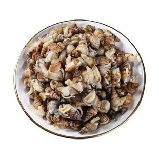 海瓜子熟冻海螺丝鲜冷冻海瓜子熟冻海锥海钉新鲜麻辣海螺海丁顺丰