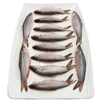 生鲜山溪鱼仔太子鱼500g已开肚